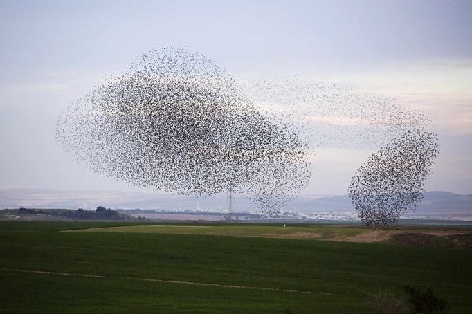 A flock of starlings fly over an agricultural field near the southern Israeli city of Netivot January 24, 2013. REUTERS/Amir Cohen (ISRAEL - Tags: ANIMALS ENVIRONMENT) Published: Led. 24, 2013, 6:36 odp.