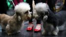 Crufts Dog Show (Birmingham)