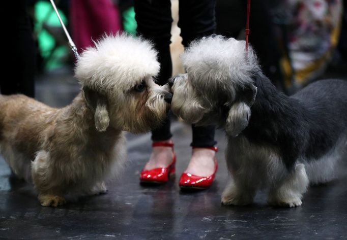 Crufts Dog Show (Birmingham)