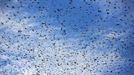 A flock of starlings fly over an agricultural field near the southern Israeli city of Netivot January 24, 2013. REUTERS/Amir Cohen (ISRAEL - Tags: ANIMALS ENVIRONMENT) Published: Led. 24, 2013, 6:35 odp.