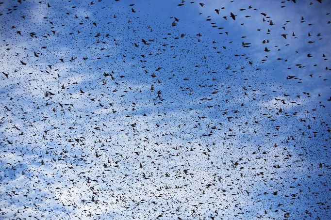 A flock of starlings fly over an agricultural field near the southern Israeli city of Netivot January 24, 2013. REUTERS/Amir Cohen (ISRAEL - Tags: ANIMALS ENVIRONMENT) Published: Led. 24, 2013, 6:35 odp.