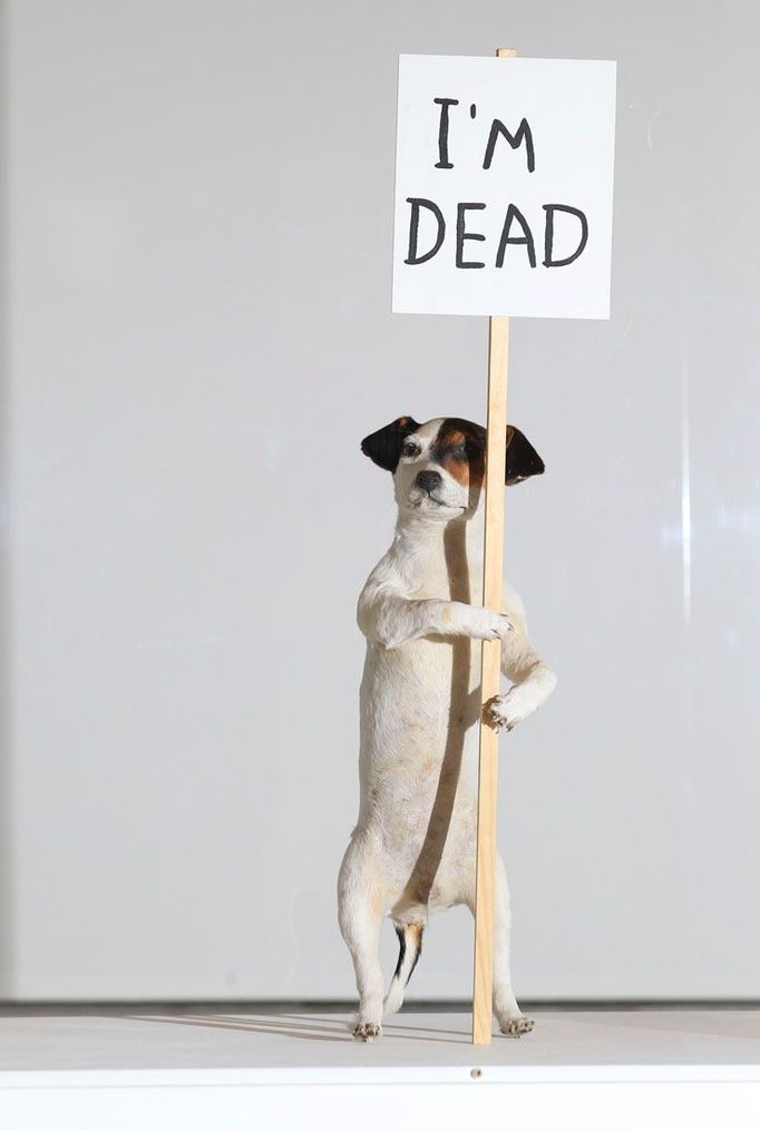 Vycpaný Jack Russle terrier jako umělecké dílo "I'm Dead (2011)" je vystaven během prezentace pro média první větší výstavy umělce Davida Shrigleyho v Hayward Gallery v Londýně 31. ledna 2012. REUTERS/Olivia Harris