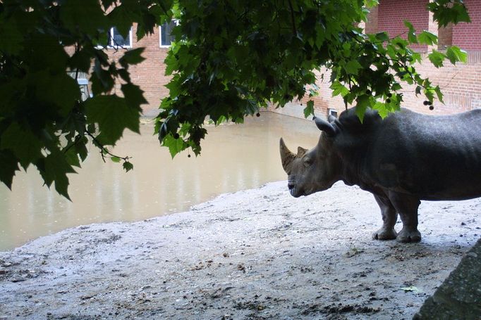 Nosorožci v té době totiž stáli doslova na prahu povodně…