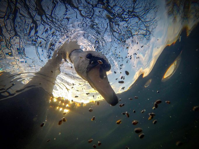 Vítězové soutěže Underwater Photographer of the Year 2021