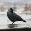 Zasněžená Praha, sníh, panorama, zima, leden 2021, vrána, pták
