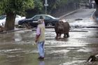 Sedm chovatelů z Česka pojede pomáhat do gruzínské zoo