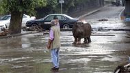 Z vyplavené zoo se dostalo na svobodu třicet zvířat.