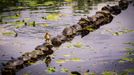 Comedy Wildlife Photography Awards - ukázky snímků z ročníku 2022