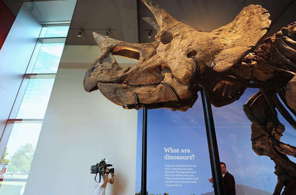 Triceratops / kostra