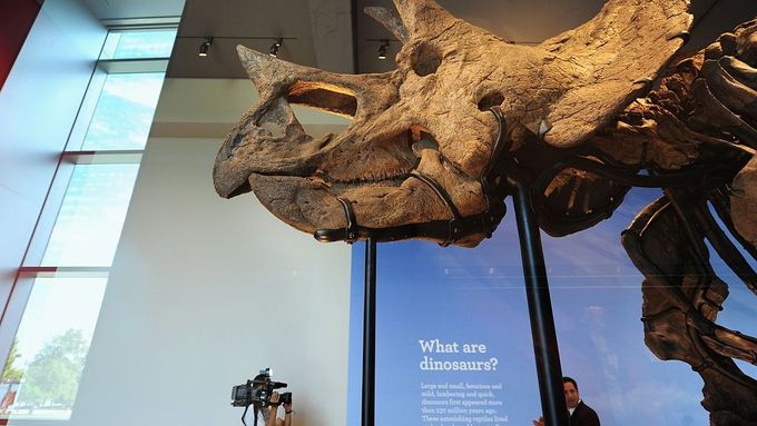 Kostra Triceratopse