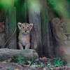 Mláďata lva perského v londýnské zoo