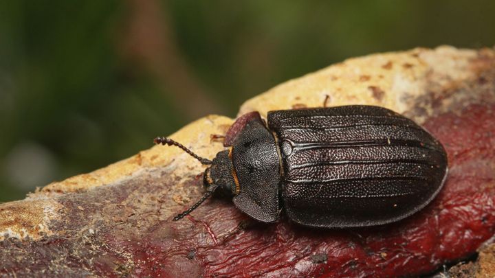 Na Šumavu se vrací vzácné druhy brouků. K jejich návratu přispěl i kůrovec