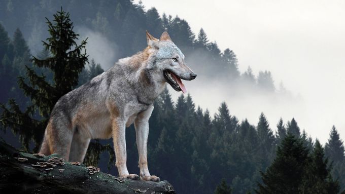 Vlk, nádhera, stvoření jako my.