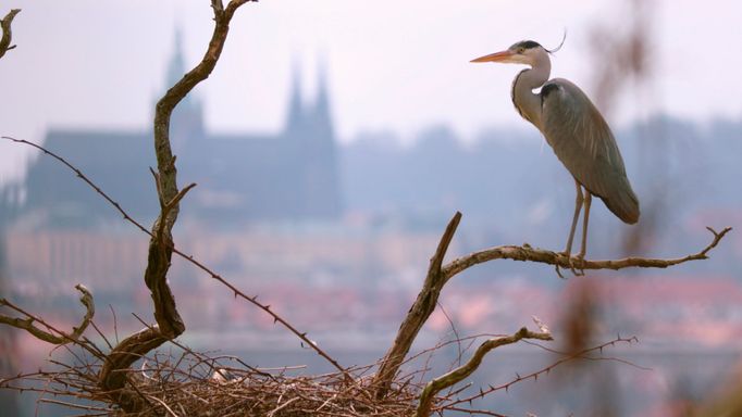 Planeta Praha, volavka popelavá