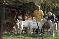 Žil v Karibiku na plachetnici, teď pase stádo koz v milionářské čtvrti v Praze