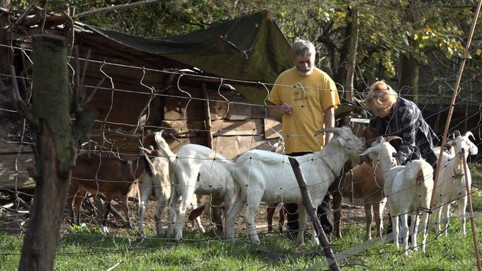 Kozy otevírají lidem srdce, říká městský pastýř, pasoucí své stádo uprostřed Prahy