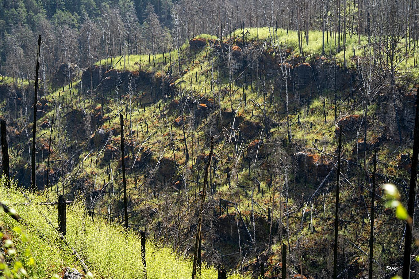 NP České Švýcarsko