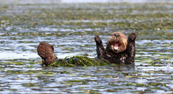 Comedy Wildlife Photography Awards 2017, finalisté soutěže