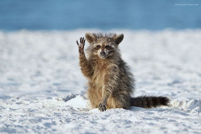 Vítězové soutěže Comedy Wildlife Photography Awards 2022