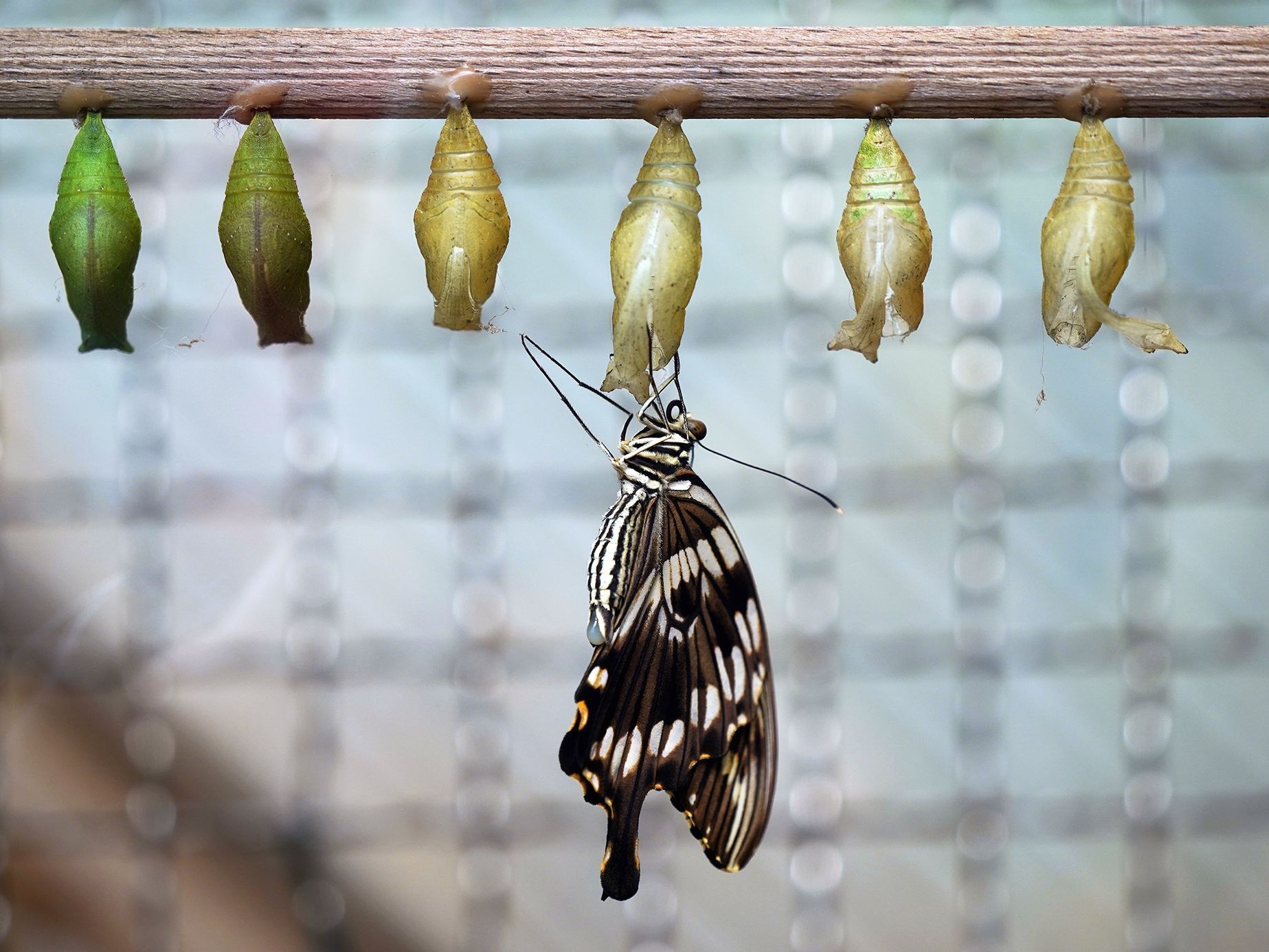 Motýli v Botanické zahradě v pražské Tróji, květen 2023