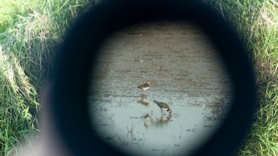 Malebné Neziderské jezero láká na 300 slunečních dní v roce i stovky druhů ptáků