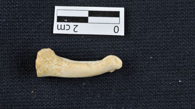 Kost z nohy Homo luzonensise, nového typu člověka