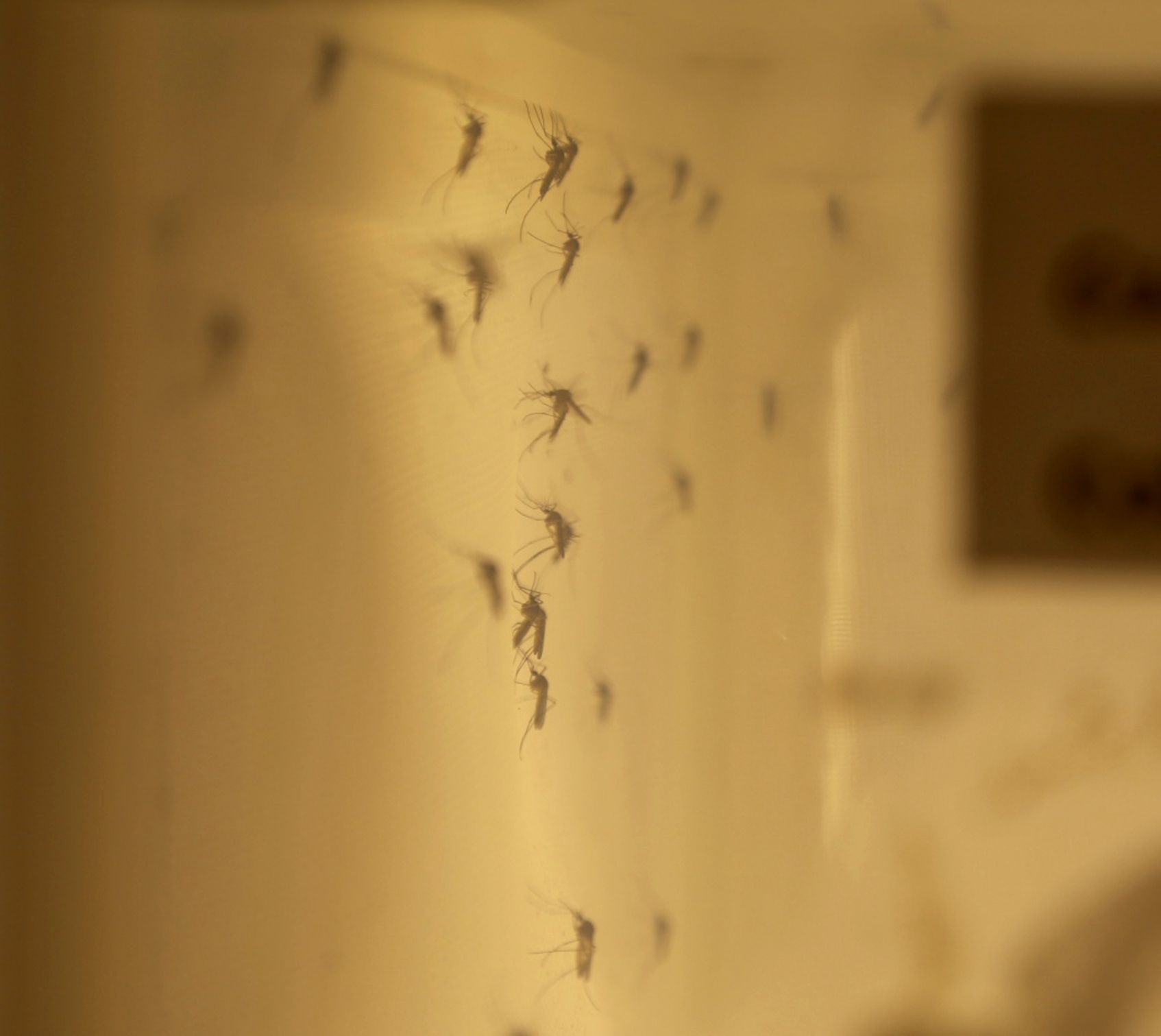 Health Canada photo of a colony of adult Culiseta inornata mosquitoes tested for Zika transmission at the National Microbiology Laboratory