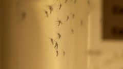 Health Canada photo of a colony of adult Culiseta inornata mosquitoes tested for Zika transmission at the National Microbiology Laboratory