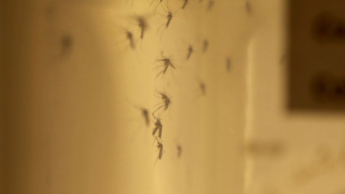 Komáři, přenášející vir zika, v laboratoři
