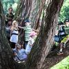 Strom roku 2014 - Opatovická borovice