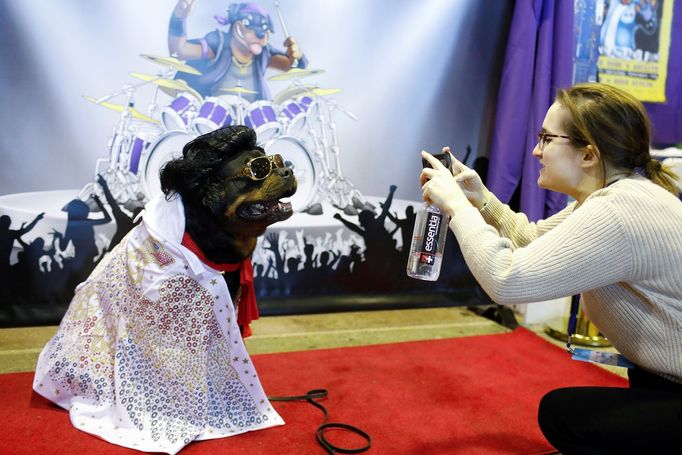 Fotografie z akce Westminster Kennel Club Dog Show, která se konala 11. 2. 2019 v New Yorku v USA.