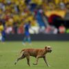 Pes na fotbale Kolumbie - Brazílie
