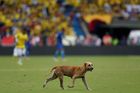 Video: Pes narušitel přerušil kvalifikační utkání Kolumbie s Brazílií při úniku Neymara