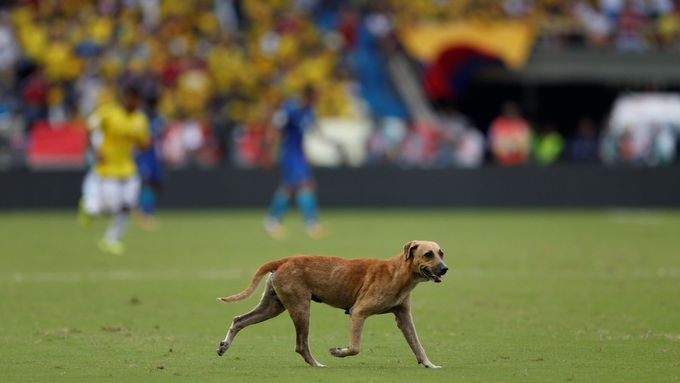 Pes na hřišti přerušil utkání Kolumbie s Brazílií.