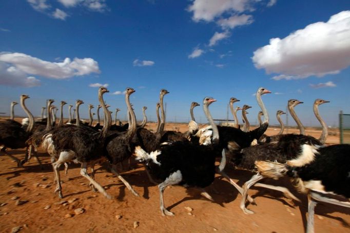 Díváte se do soukromého zvěřince sesazeného libyjského vůdce Muammara Kaddáfího ve Wadi Bai.