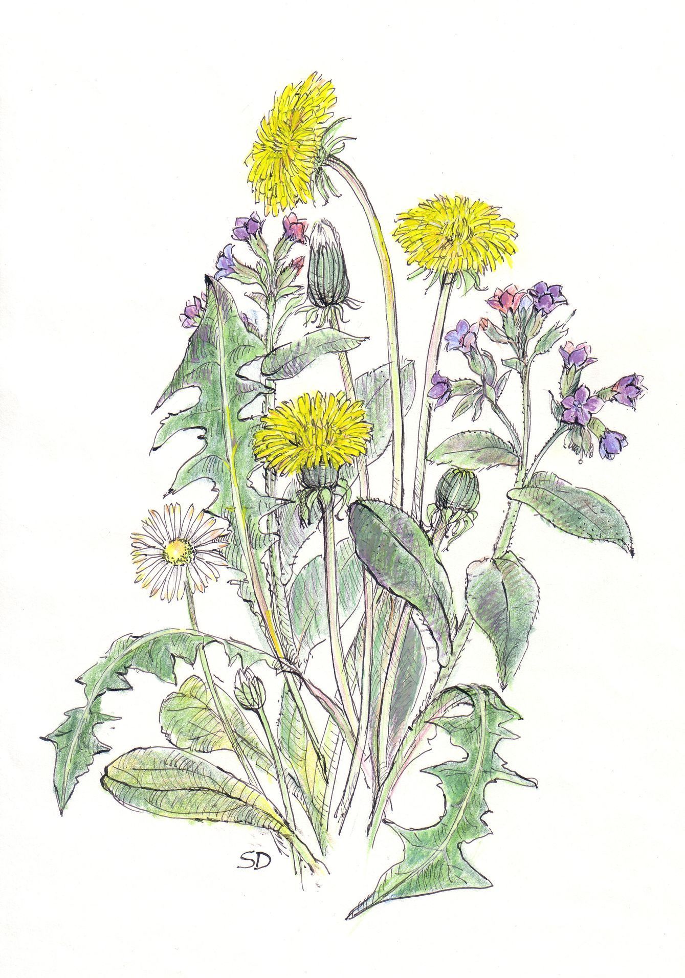 kresby, dr. dudek. bylinky