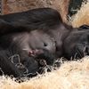 Mládě gorily v pražské zoo