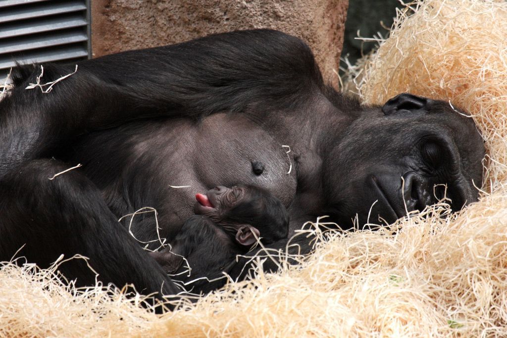 Mládě gorily v pražské zoo