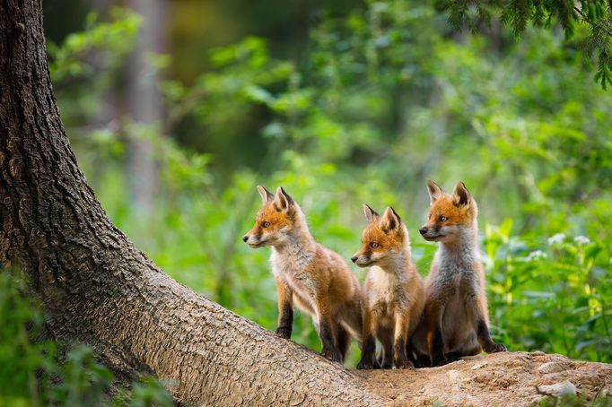 Nominace na Czech Nature Photo 2021