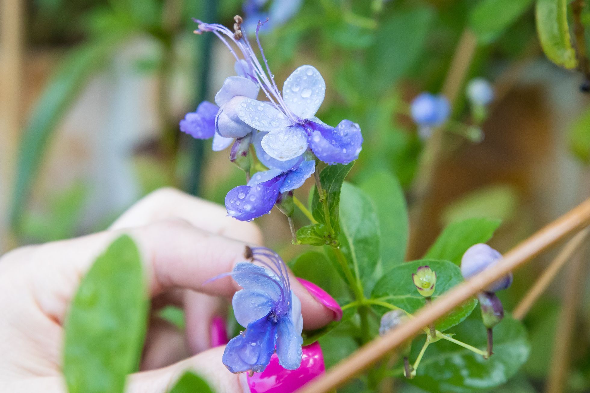 Botanická zahrada zahájila výstavu Motýli, skleník Fata Morgana
