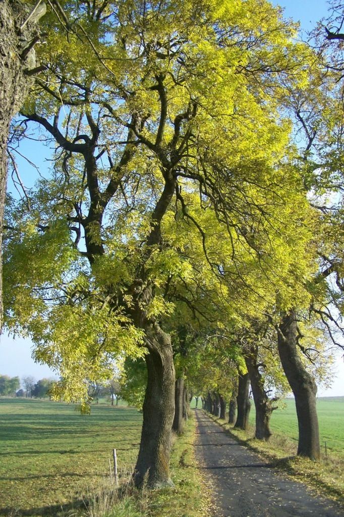 Bezvěrovská alej mezi Bezvěrovem a Boněnovem (Karlovarský kraj). Dominanta v krajině Tepelské vrchoviny, zdaleka viditelná liniová zeleň na bezlesém horizontu. Alej též tvoří hranici CHKO Slavkovský les.