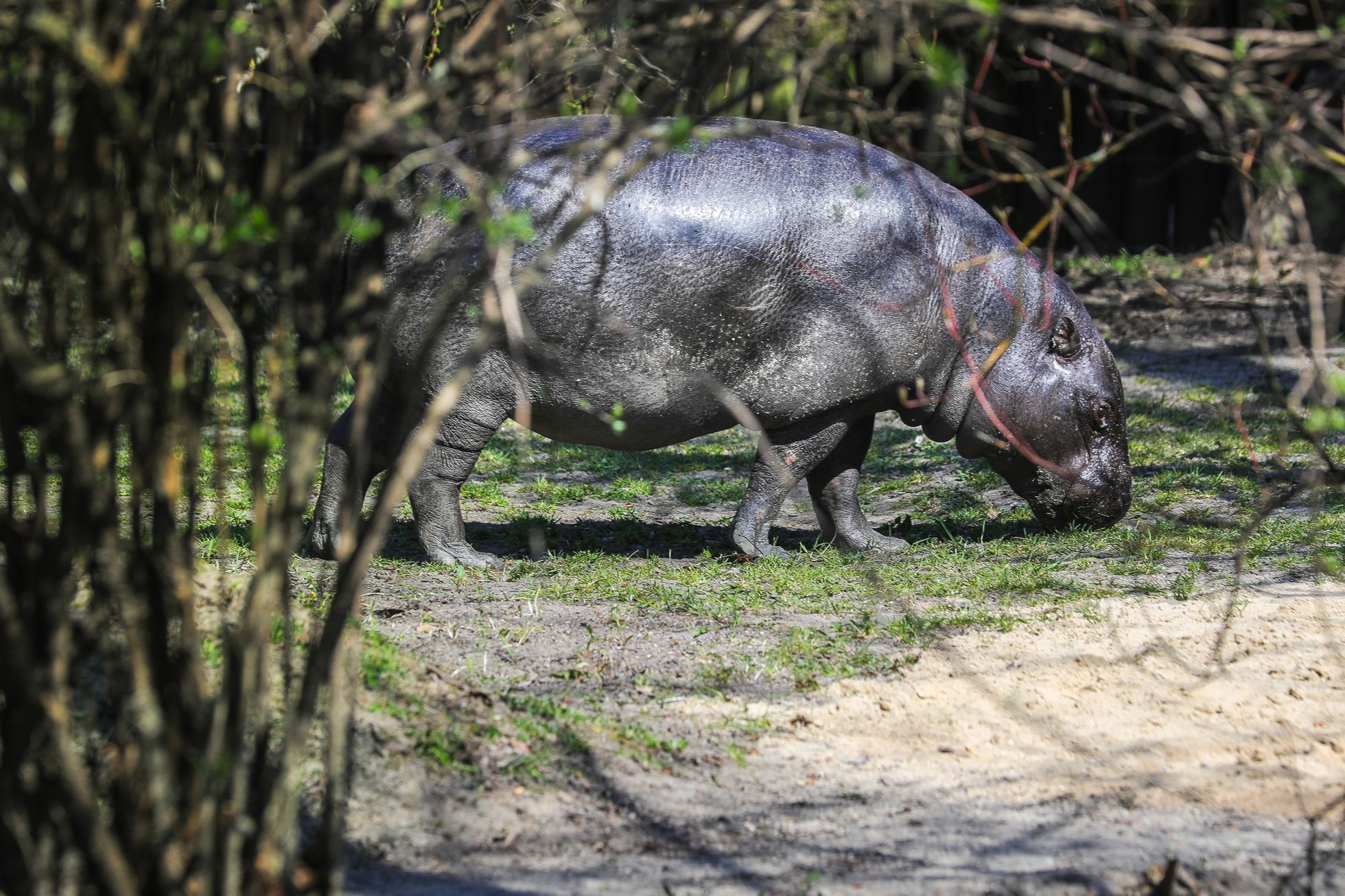 Uzavřená Zoo Dvůr Králové kvůli nouzovému stavu