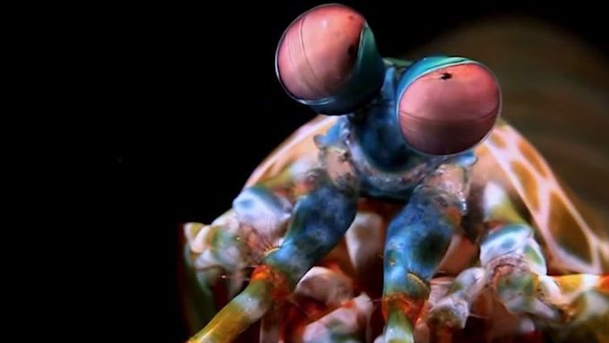 Kreveta rodu mantis