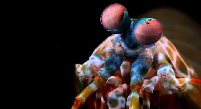 Kreveta Mantis
