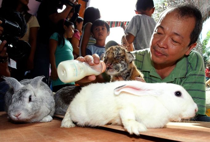 Králíci nemohli chybět ani u toho, když se návštěvníkům zoo ve filipínské Manile představovalo mládě tygra.