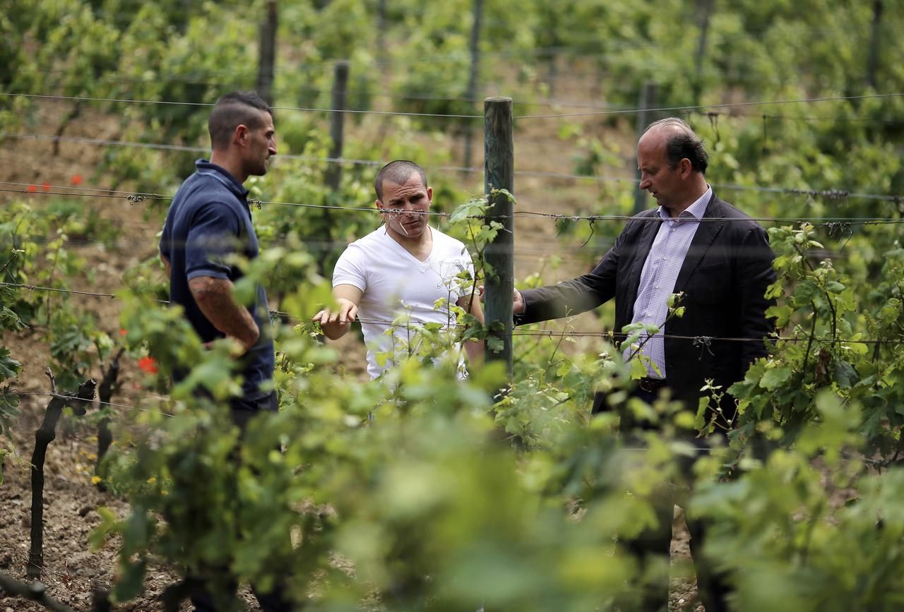 Fotogalerie: Tak vypadá trestanecká vinice v Itálii