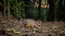 Fotografie ze soutěže Wildlife Photographer of the Year, které se utkají o cenu veřejnosti.