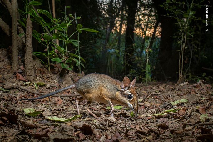 Fotografie ze soutěže Wildlife Photographer of the Year, které se utkají o cenu veřejnosti.