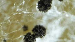 nová houba Aspergillus hubkae