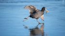 Fotografie ze soutěže Wildlife Photographer of the Year 2023